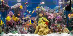 25 ppm nitrate in reef tank? (Treatment, pros and cons of nitrates)