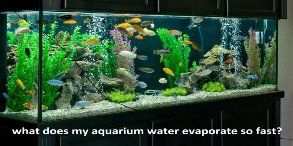 Aquarium water evaporate so fast