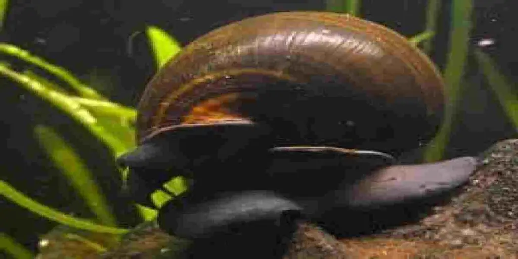 Benefits of cycling a tank with mystery snails