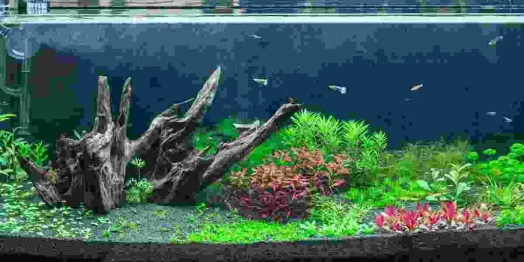 Benefits of easy midground aquarium plants