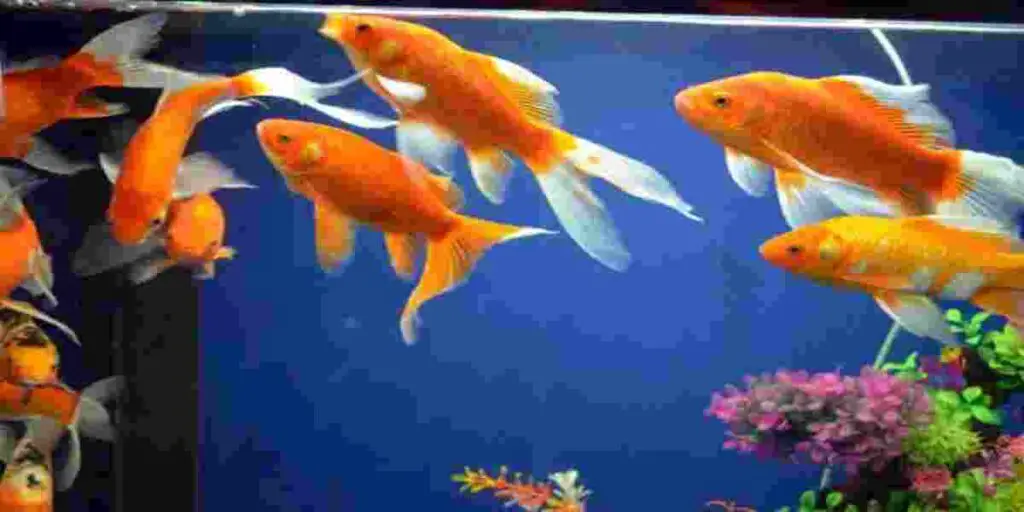 Benefits of good Bacteria in Fish Tank