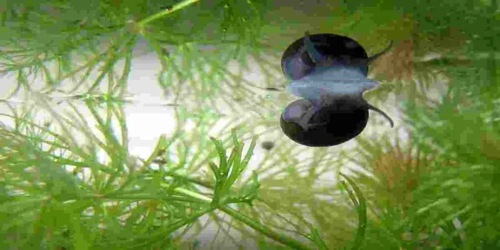 Benefits of turbo snails poop in aquarium