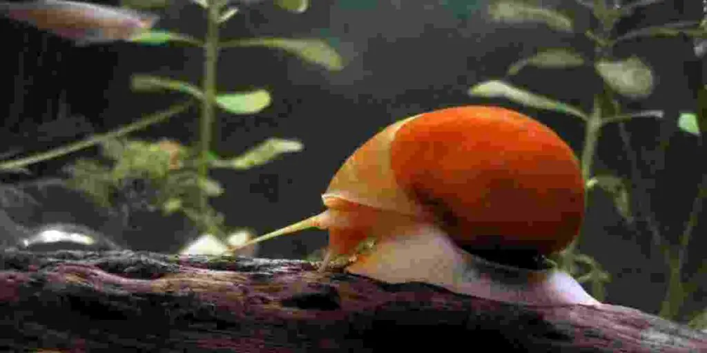 Benefits of using snail poop in an aquarium