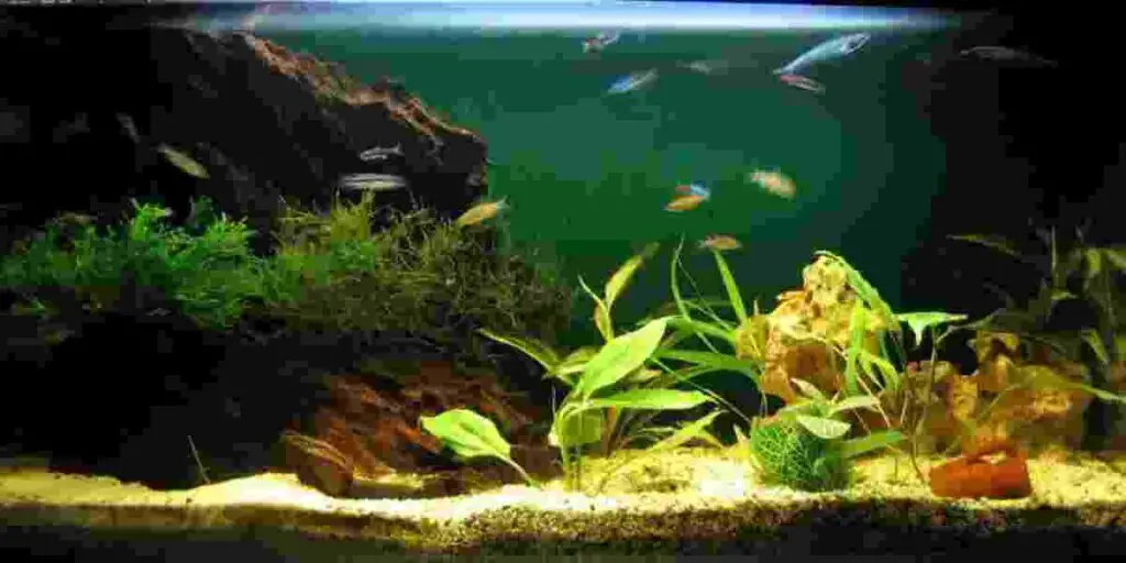 Best Tips to Reduce Nitrate In Your Aquarium