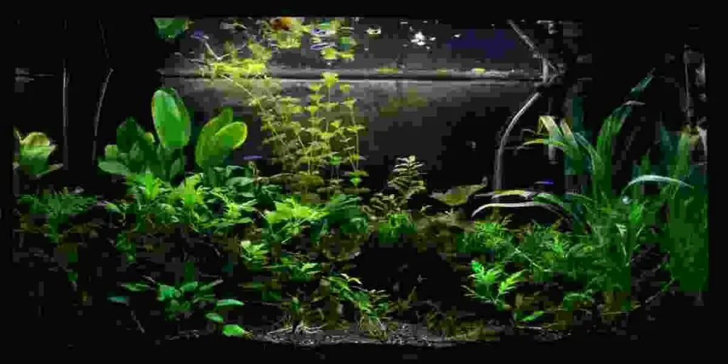 Effects of nitrite spike on fish during tank cycling