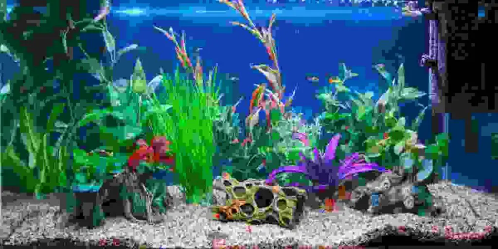 Fish seem more active after water change