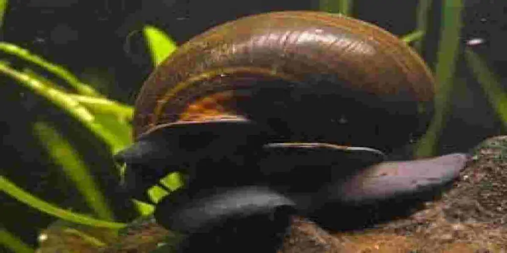 Mystery Snails For Cycling