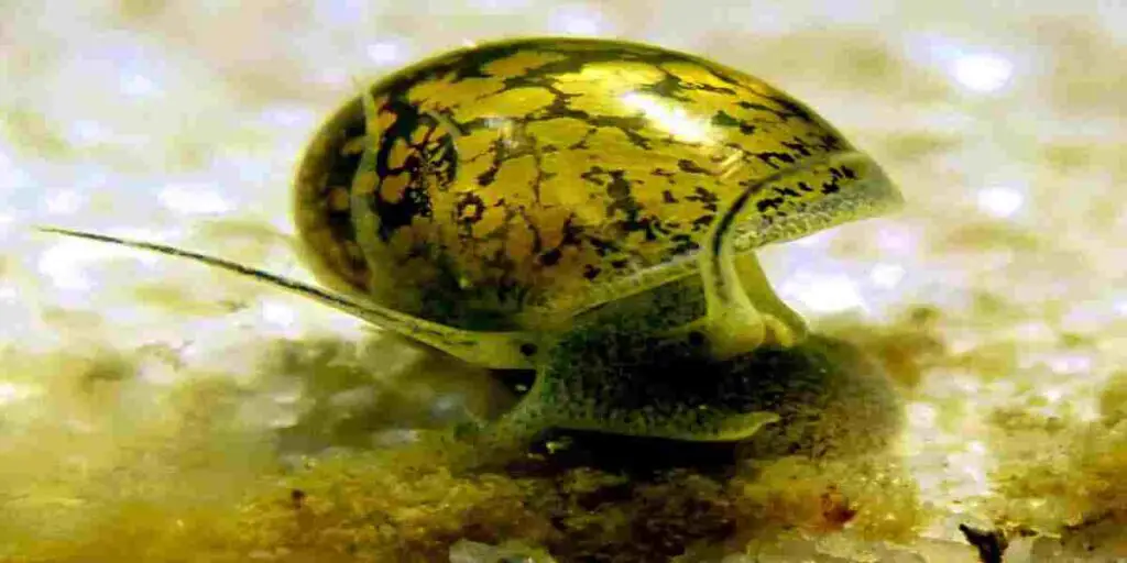 Potential risk of Snail Spawning
