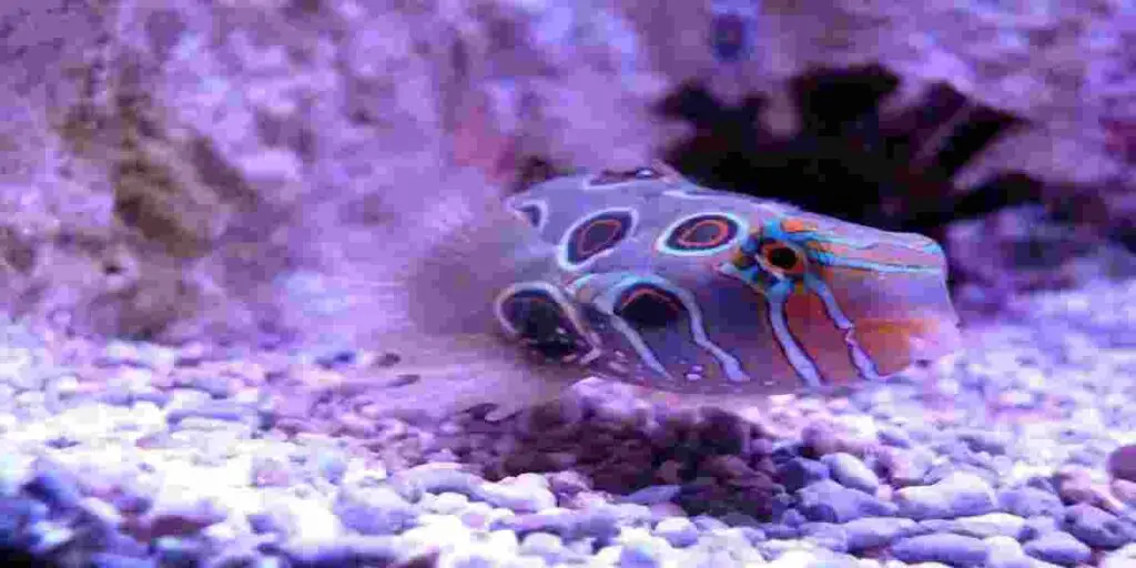 Purple Algae Harmful For Fish