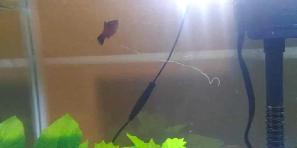 Reasons for String Hanging from Fish