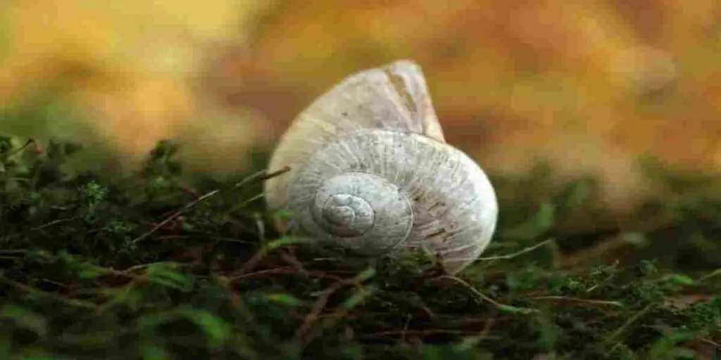 Seachem Flourish and it killed my snail