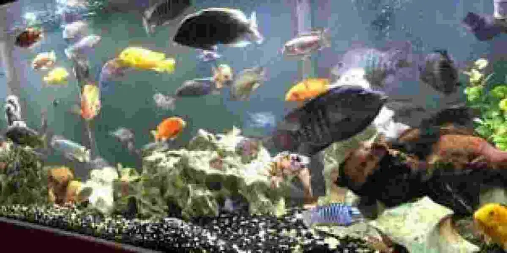 Signs of no nitrites in saltwater aquarium