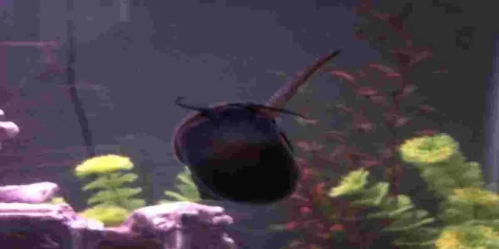  Symptoms of Sick snail in aquarium