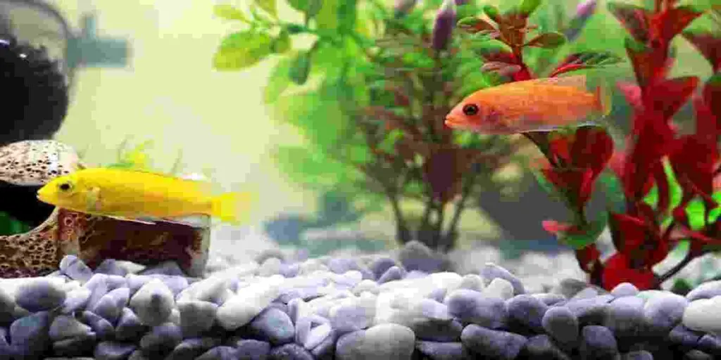 Tips on Caring for Live Plants in Aquariums
