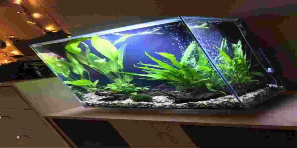 Ways to prevent snails from going over the tank