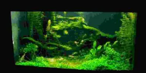 algae during tank cycling saltwater? (Benefits, Types, Signs, Disadvantages)