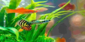 ammonia and nitrates but no nitrites in saltwater aquarium? (Healthy & Harmful signs)