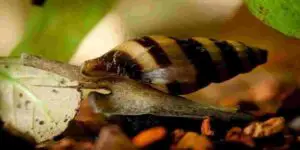 ammonia kill snails in an aquarium