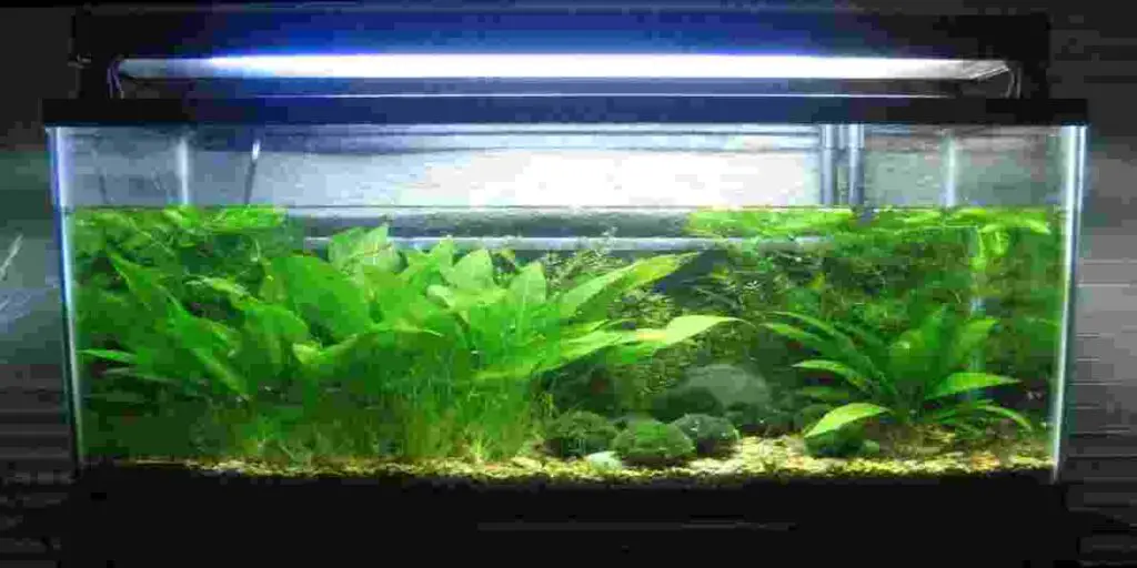 aquarium gravel for plants