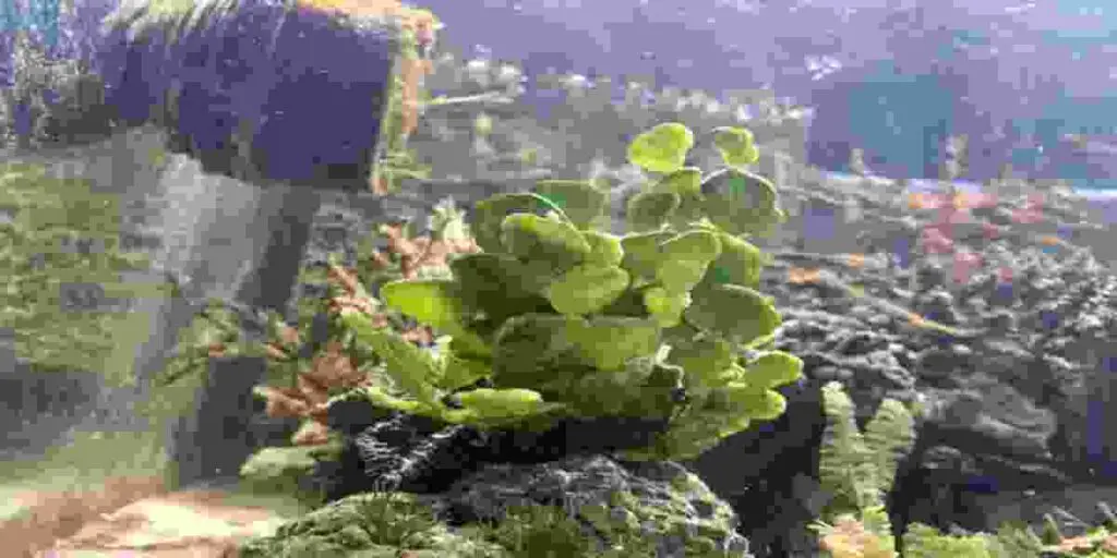 aquarium plants turning transparent