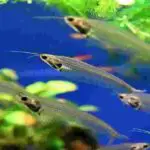 aquarium silicone cure underwater