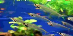 aquarium silicone cure underwater