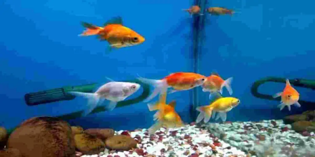 beneficial bacteria in Fish Tank