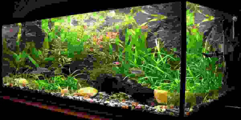 benefits of no maintenance aquarium plants