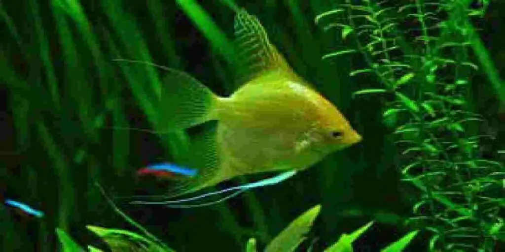 best ways to Maintain a Healthy Aquarium With Low Ammonia & Nitrate Levels