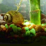 bleach kill aquarium snails
