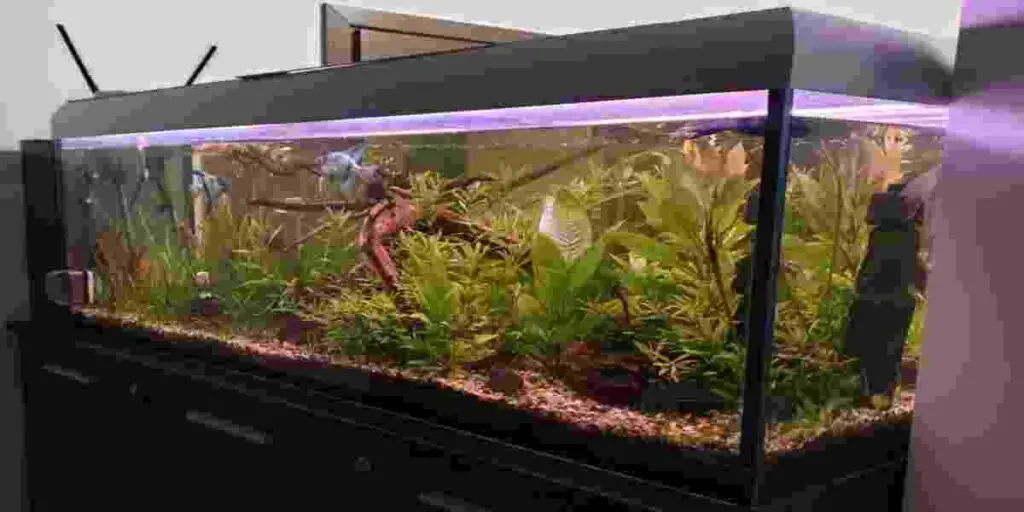 clean a heavily planted fish tank