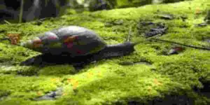 cycle aquarium with snails
