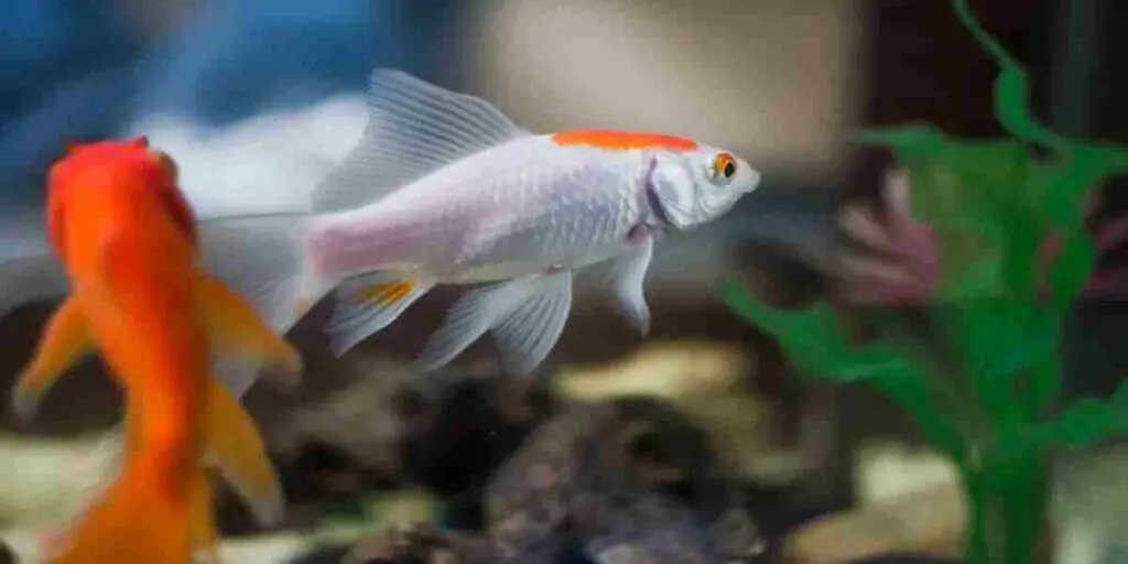 daily water changes bad for fish