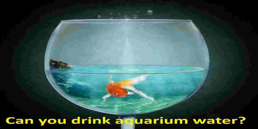 drink aquarium water