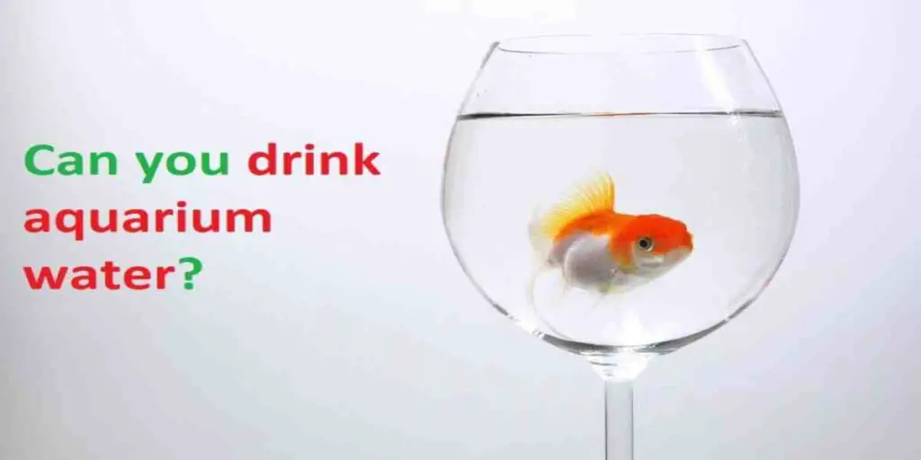 drink aquarium water