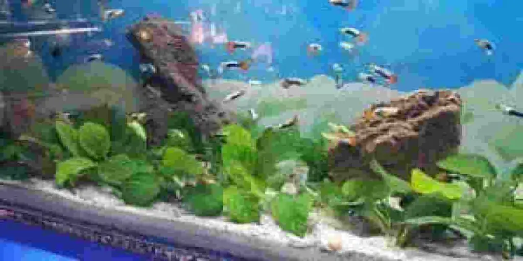 fertilize aquarium plants