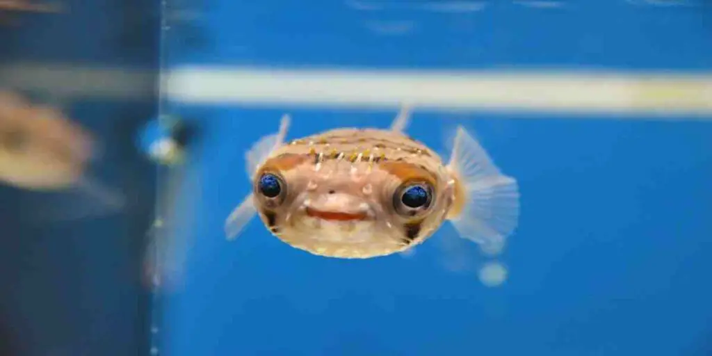 fish be truly happy in aquariums