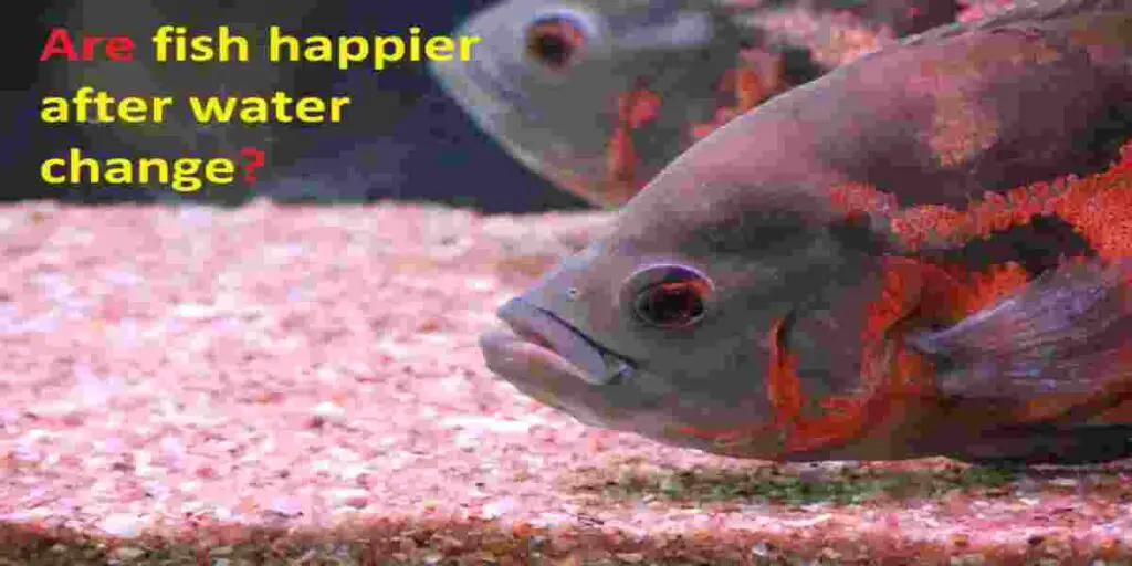 fish happier after water change