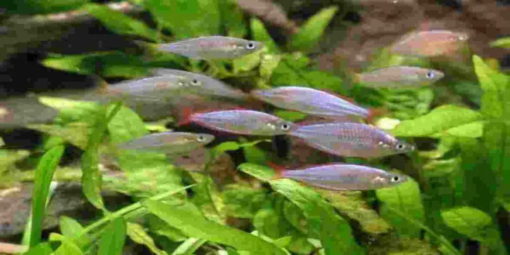 fish poop fertilize aquarium plants