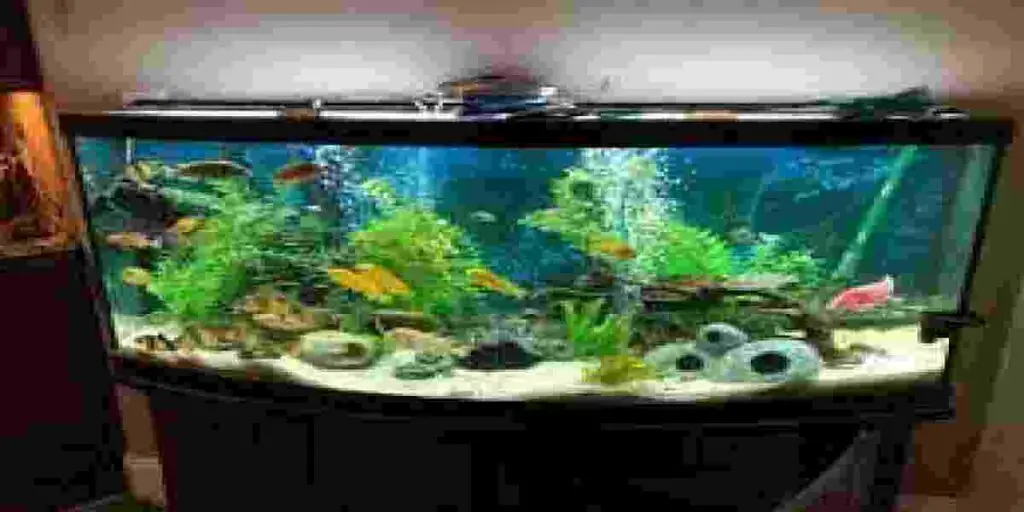 fish tank have no nitrates 