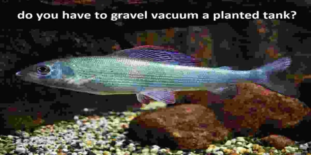 gravel vacuum a planted tank