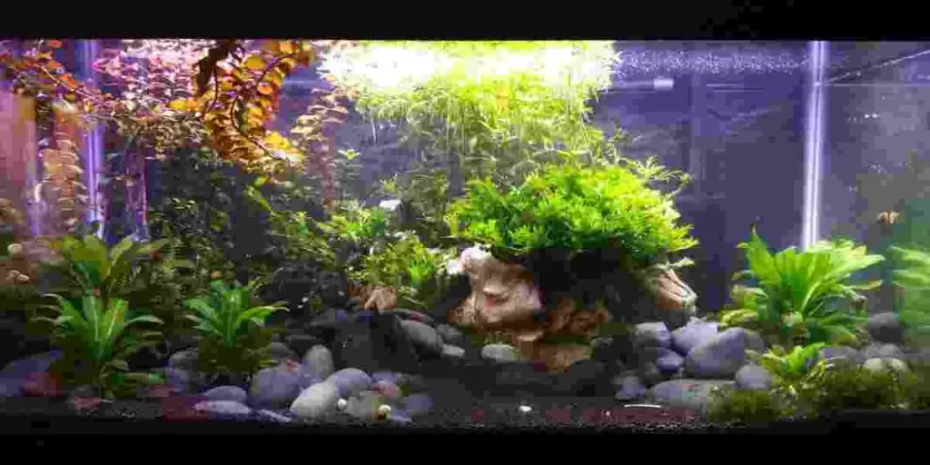 heavily planted tank need water changes