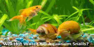 hot water kill aquarium snails