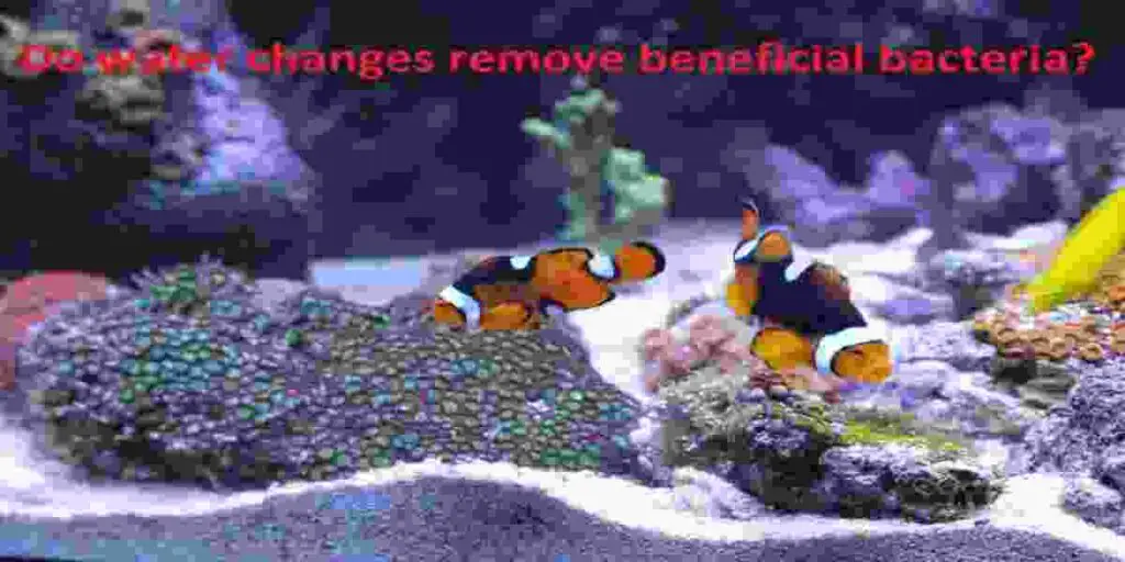 increase good bacteria in my aquarium