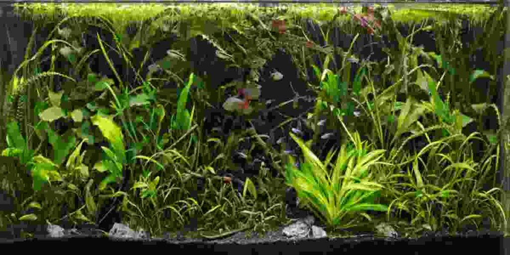 live plants do for an aquarium