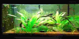 nitrite going up but ammonia not going down? (Solutions & Reasons)