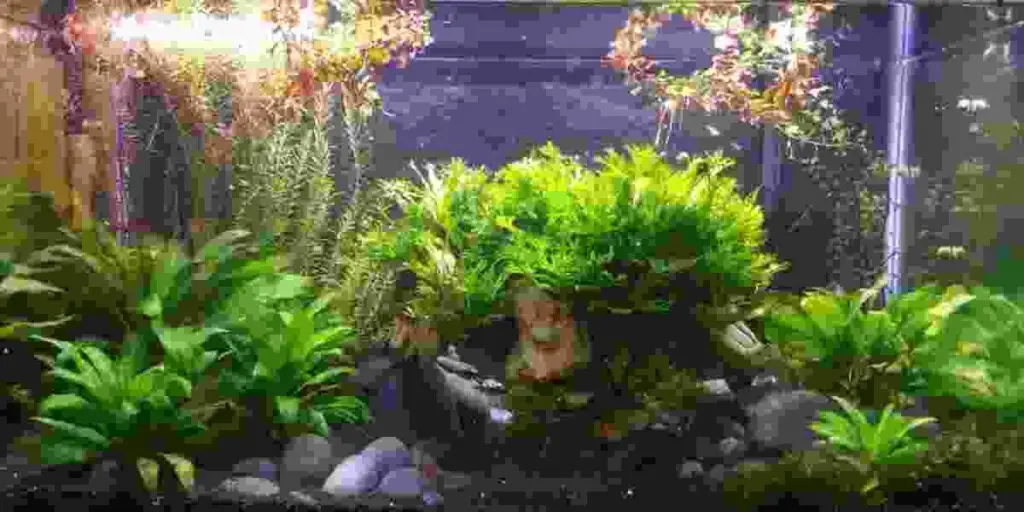 pros and cons to turning off aquarium CO2 at night