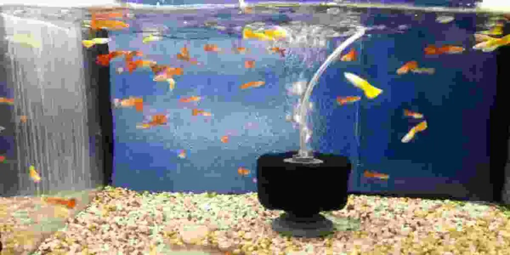 pump too much air into a fish tank