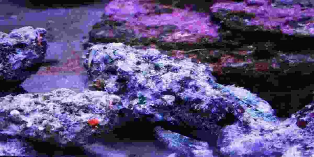 purple algae in fish tank