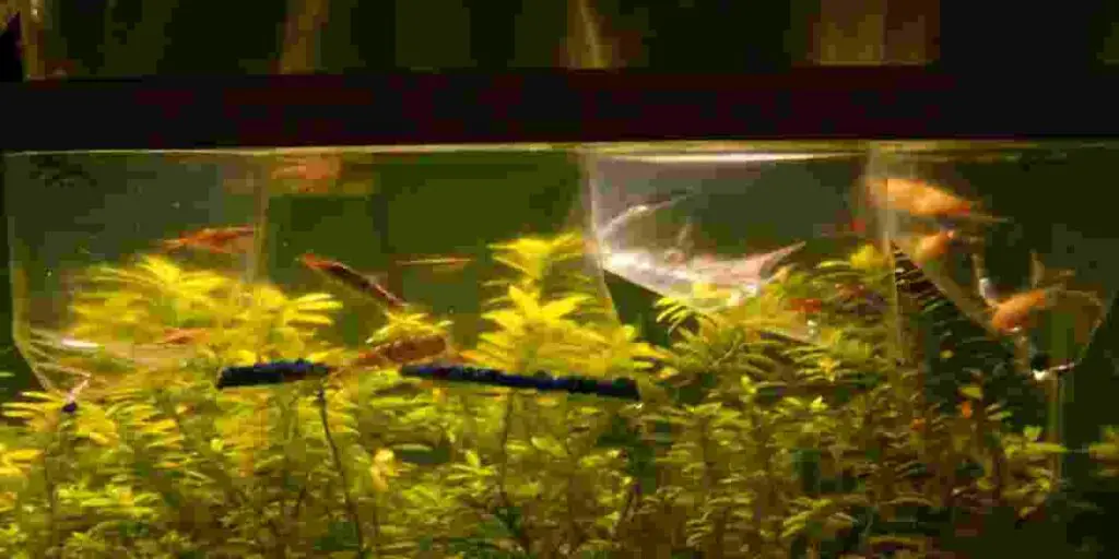  risks of aquarium snail waste as fertilizer